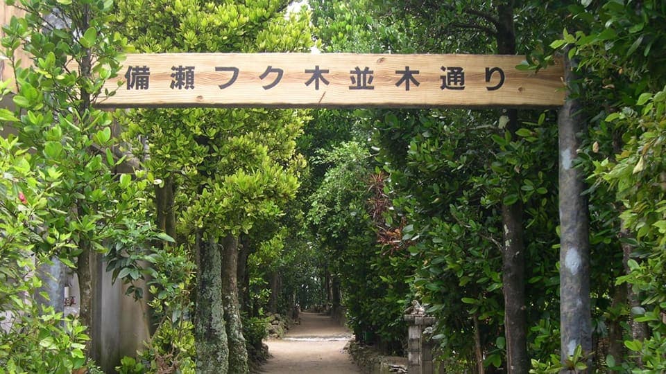 Bise Fukugi Tree Road — photo 3