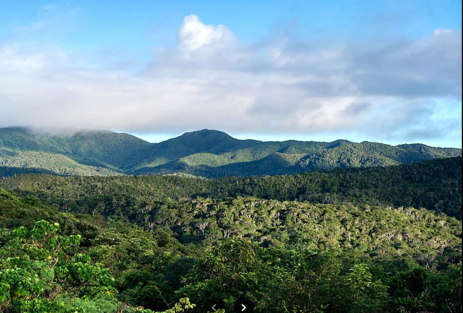 Yanbaru Discovery Forest