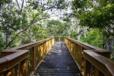 Yanbaru Discovery Forest — photo 3