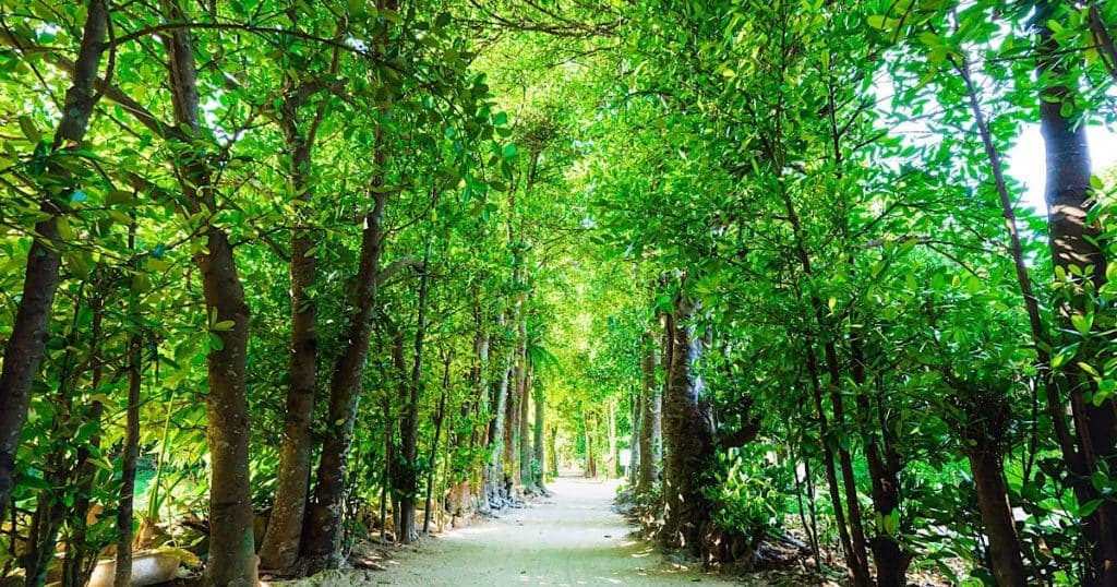 Bise Fukugi Tree Road