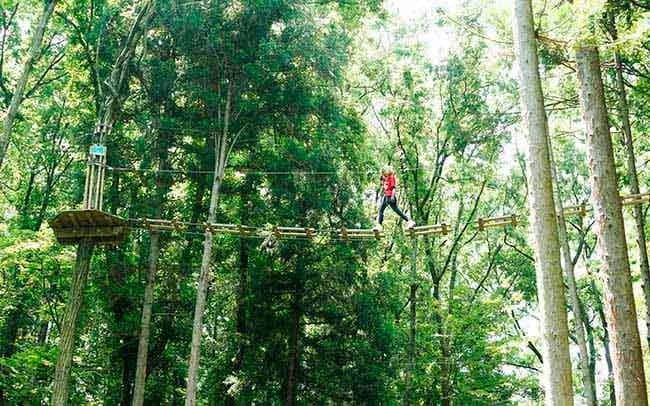 Forest Adventure